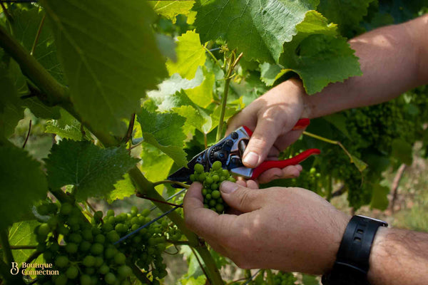 Maison Noire - Home Block Vineyard