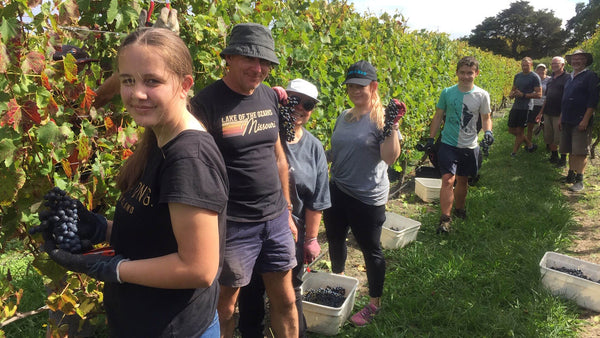 Friends and family helping with the harvest at Maison Noire home block vineyard