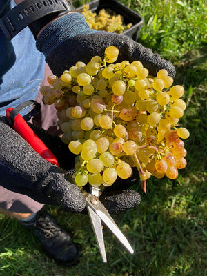 Grapes from Maison Noire's home block vinyard