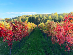 Maison Noire Vineyard - Autumn Vines