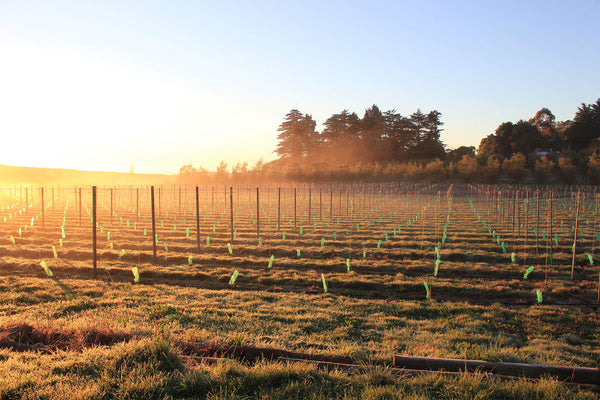 Maison Noire Boutique Home Block Vineyard