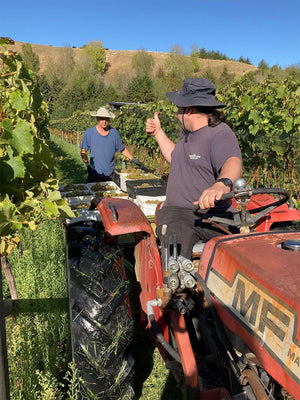 Maison Noire winemaker Guillaume and friends harvesting grapes on the home block vineyard