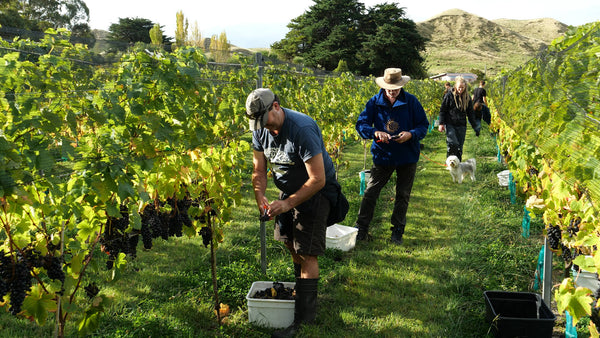 Friends and family helping with the harvest at Maison Noire home block vineyard