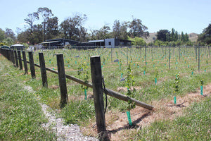 Maison Noire Vineyard - hand planted by family and friends