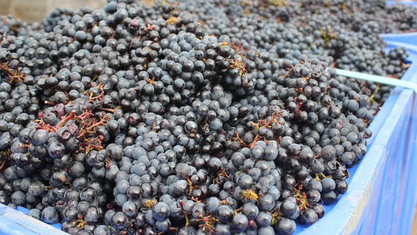 Freshly harvested grapes from Maison Noire's home block vineyard