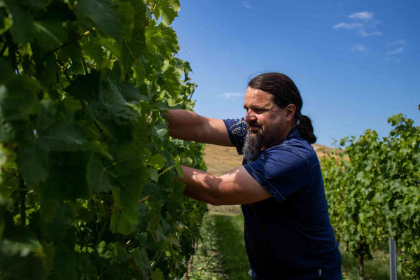 Maison Noire Winemaker Guillaume Thomas