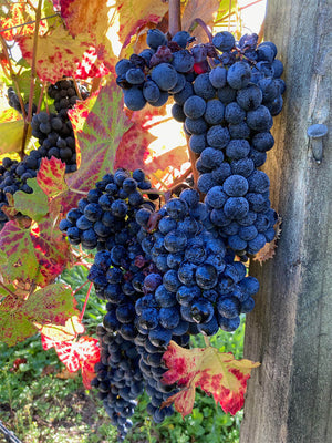 Maison Noire Vineyard Grapes