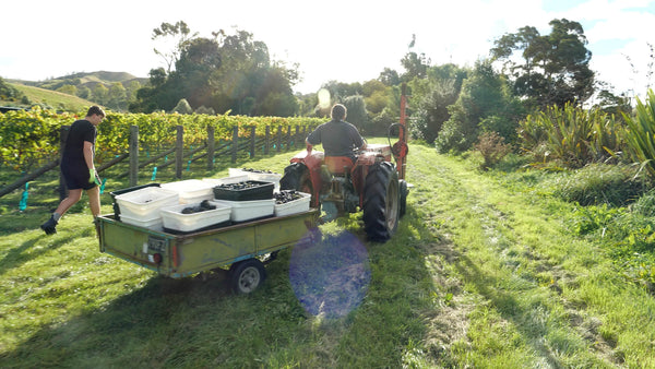 Friends and family helping with the harvest at Maison Noire home block vineyard