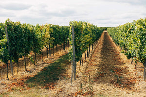 Hawke's Bay Contributing Vineyards